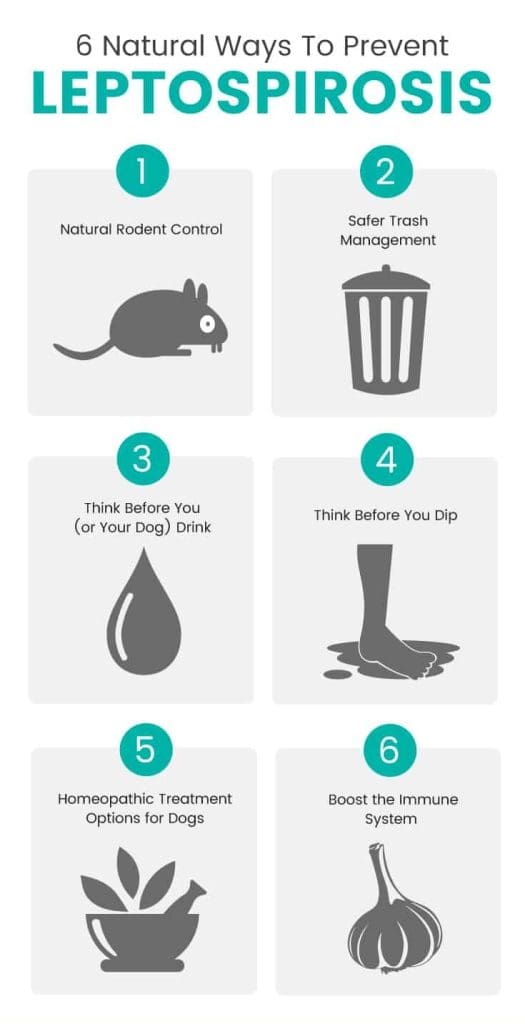 6 Natural Leptospirosis Prevention Tips Infographic Infographic listing 6 natural ways to prevent leptospirosis: natural rodent control, safer trash management, avoid contaminated water for you and dogs, avoid puddles, homeopathic options for dogs, and boosting immune system with icons.